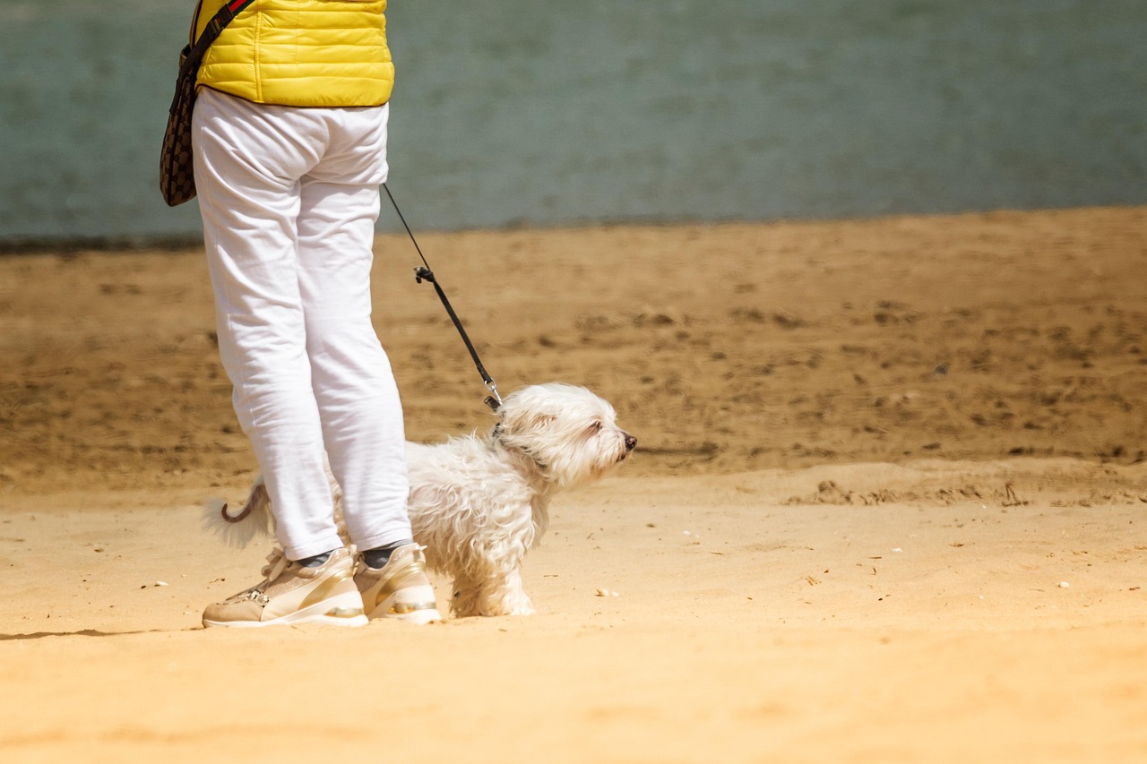 chien, marcher, mer, plage, nature, sable, animal, laisse, en plein air, animal de compagnie, ami