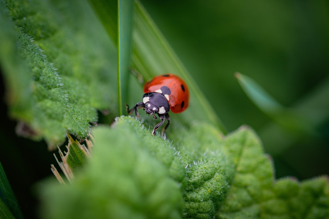 coccinellidae, scarabée, insecte, macro coléoptère, bouclier rouge, points noirs, nature, fond de coléoptère, coccinelle, coccinelle, coccinelle, coccinelle, coccinelle, coccinelle