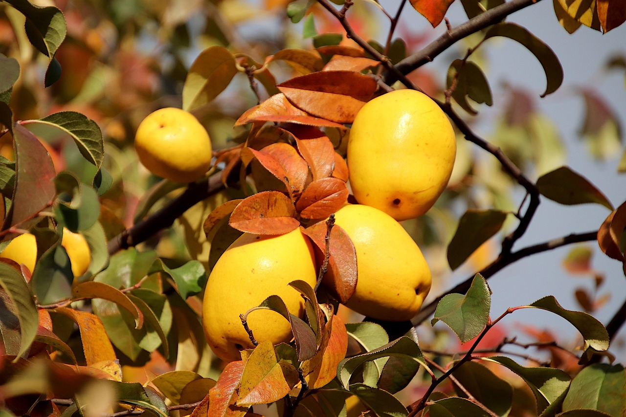 coings, cognassier, arbres, pâte de coing, confiture de coing, gelée de coing, gastronomie, alimentaire, mûres, fruits, jardin, jardinage, nature, horticulture, couleur jaune, vitamines, récolte
