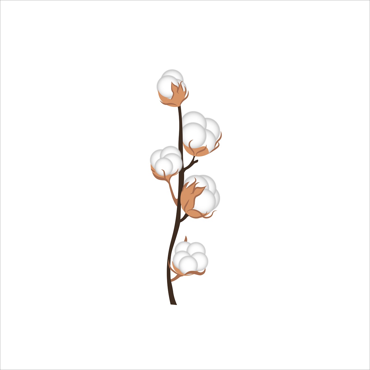 coton, nature, branche de coton, fleur de coton, plantes