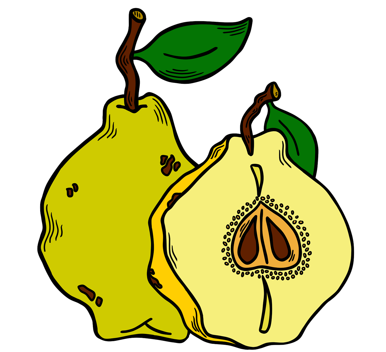 des fruits, coings, dessin, coupé