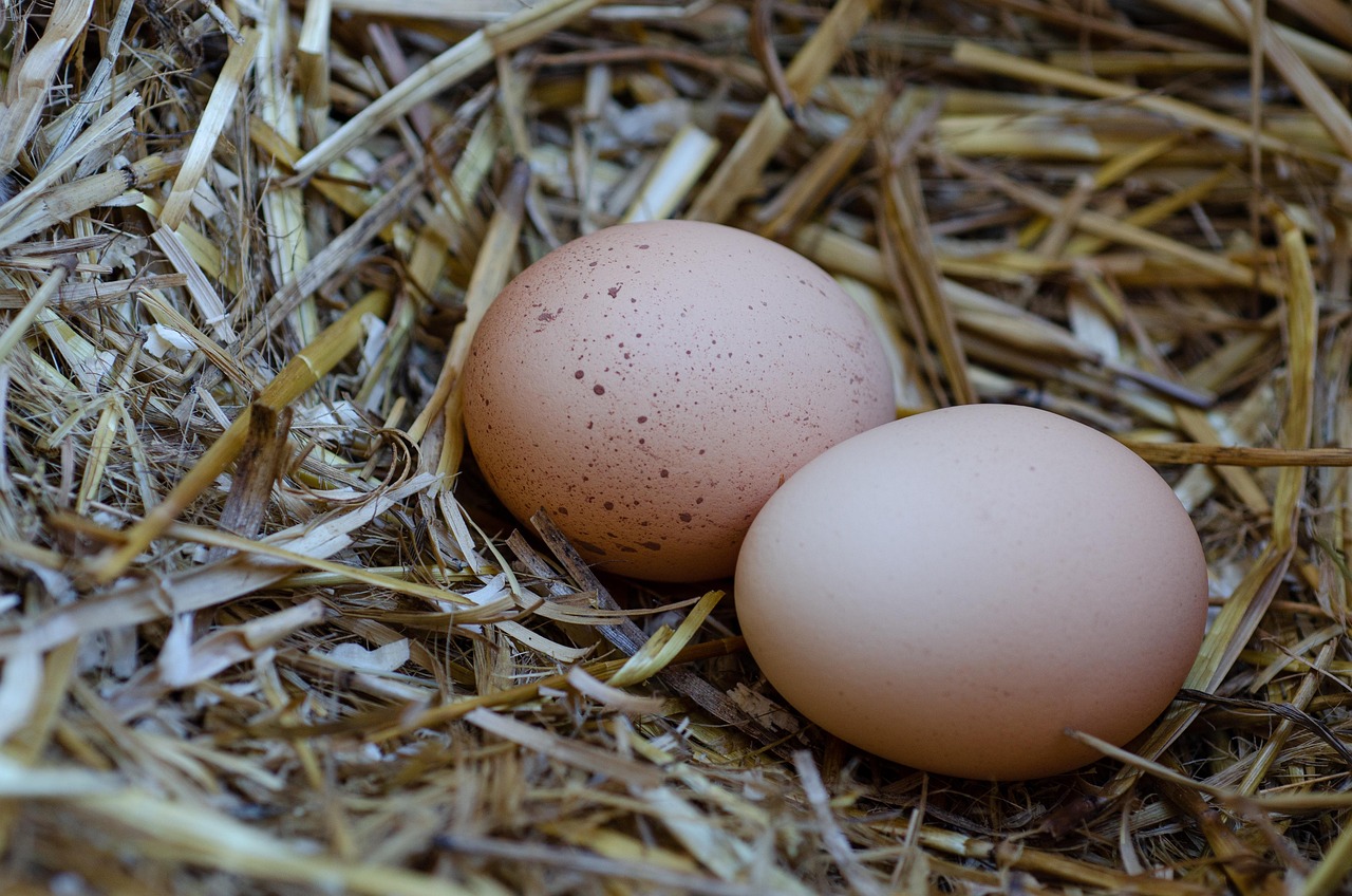 des œufs, nid, canevas, paille, aliments, frais