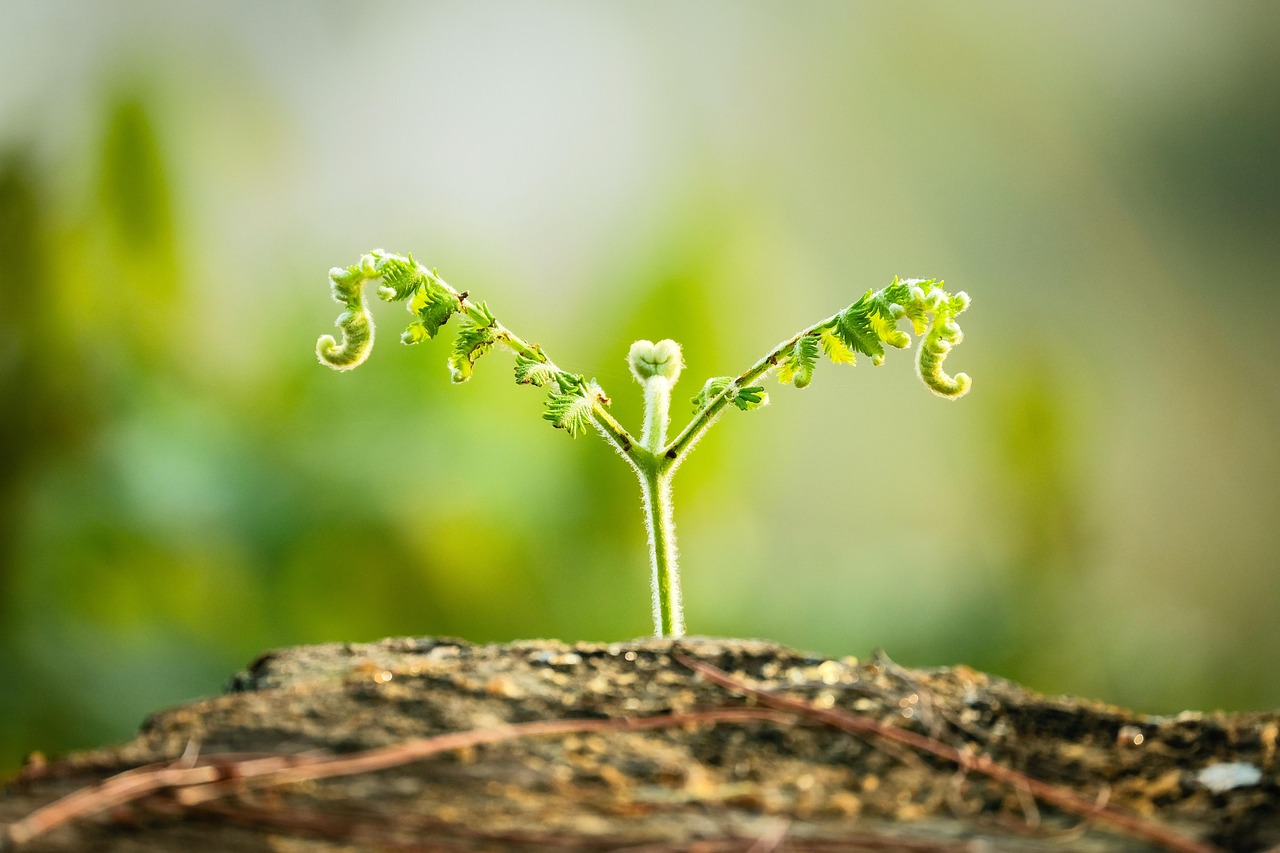 feuilles, germer, croissance, nature, jardin, fermer, germer, germer, germer, germer, germer, croissance