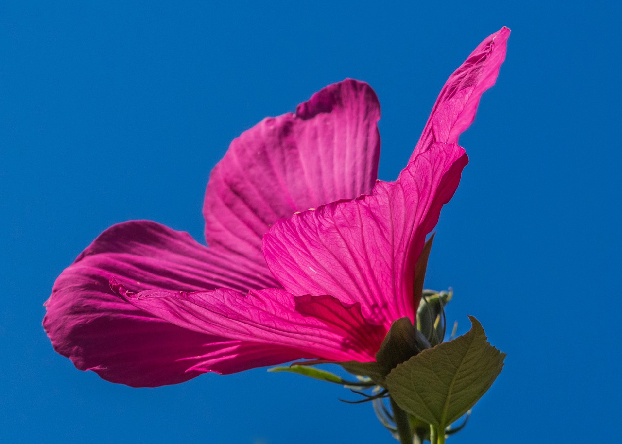 fleur, hibiscus, botanique, bloom, fleurir, fond d'écran fleur, nature, pétales, croissance, belles fleurs, flower background, macro, hibiscus des marais, hibiscus moscheutos, plantes