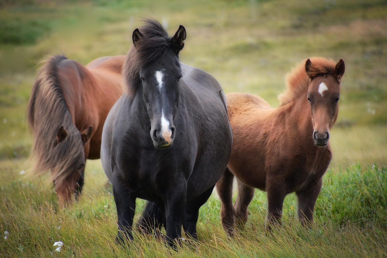 islande, cheval islandais, les chevaux, troupeau, poulain, jument, chevaux sauvages, les équidés, sur le terrain, prairie, pâturage, gazon, prairies, nature, en plein air, animaux, monde animal, islande, islande, islande, islande, islande, poulain, animaux, animaux, animaux