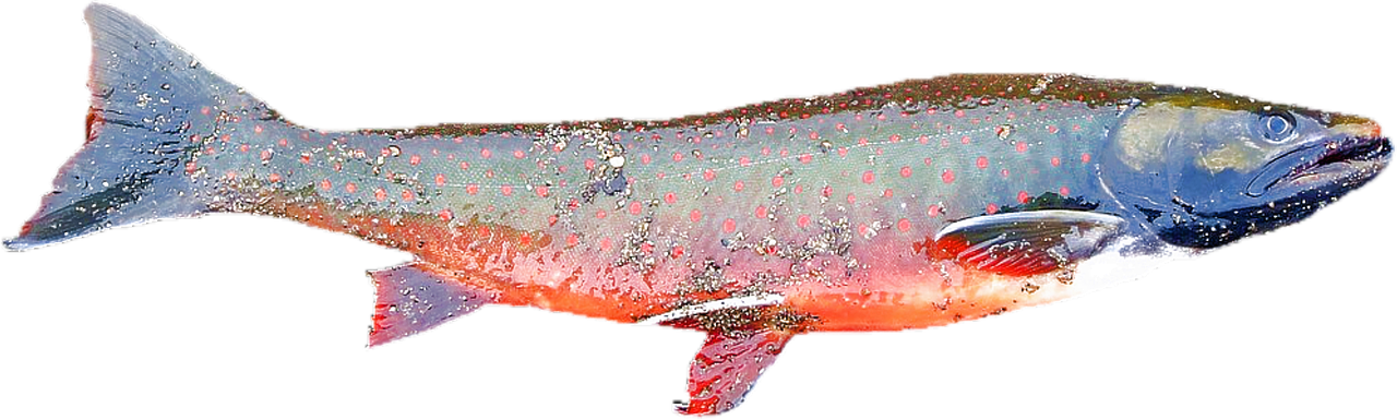 isolé, saumon, sel, eau fraiche, aliments, bon appétit, nourriture, frais, cuisine, saumon, saumon, saumon, saumon, saumon