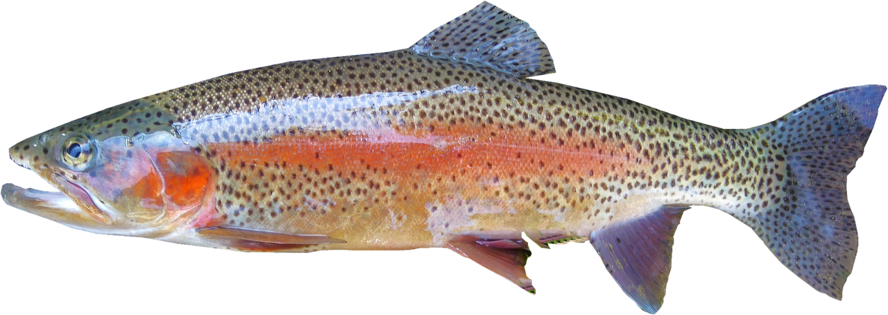 isolé, truite arc en ciel, eau fraiche, poisson, faire de la pêche, la nature, de acetpharma, poisson, poisson, poisson, poisson, poisson