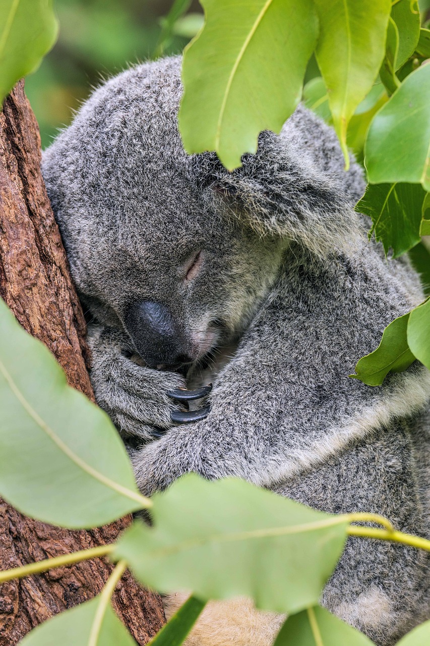 koala, dormir, animal, adorable, endormi, nature, marsupial, animal australien, somnoler, faire la sieste