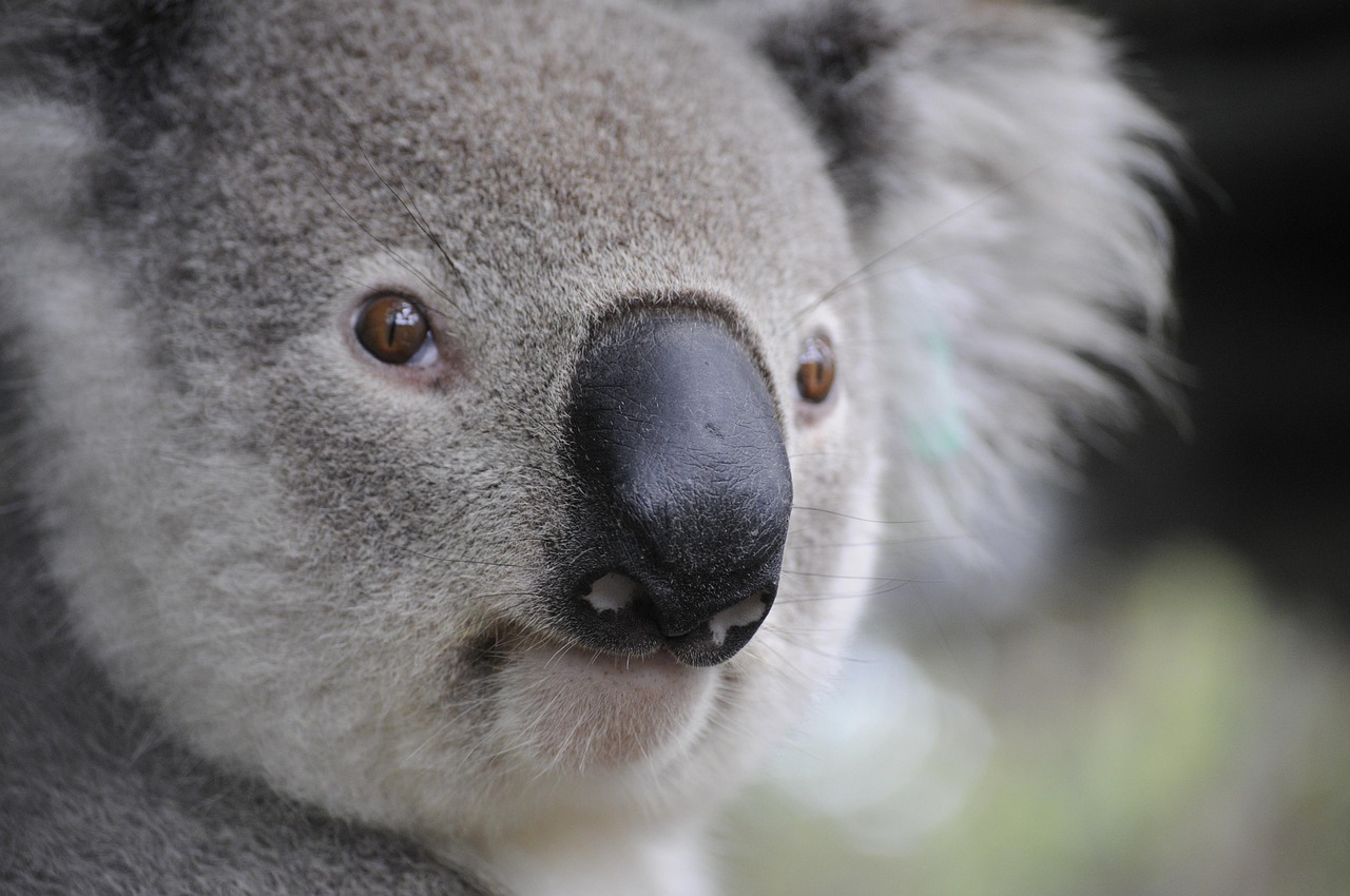 koala, la nature, animaux, jambes, australie, chiot, koala, koala, koala, koala, koala, australie, australie