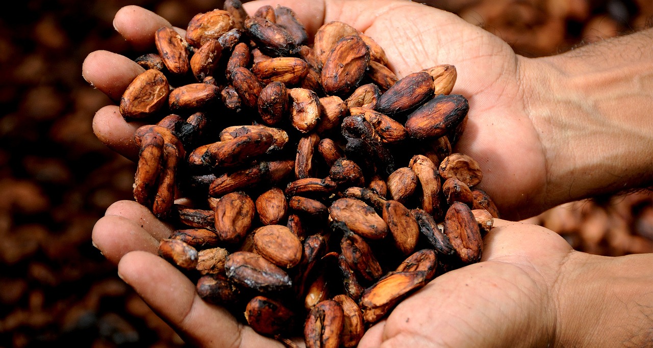 mains, cacao, délicieux, grué de cacao, fève de cacao, le beurre de cacao, arôme, holding, fèves de cacao, chocolat, homme, brun chocolat, cacao, chocolat, chocolat, chocolat, chocolat, chocolat
