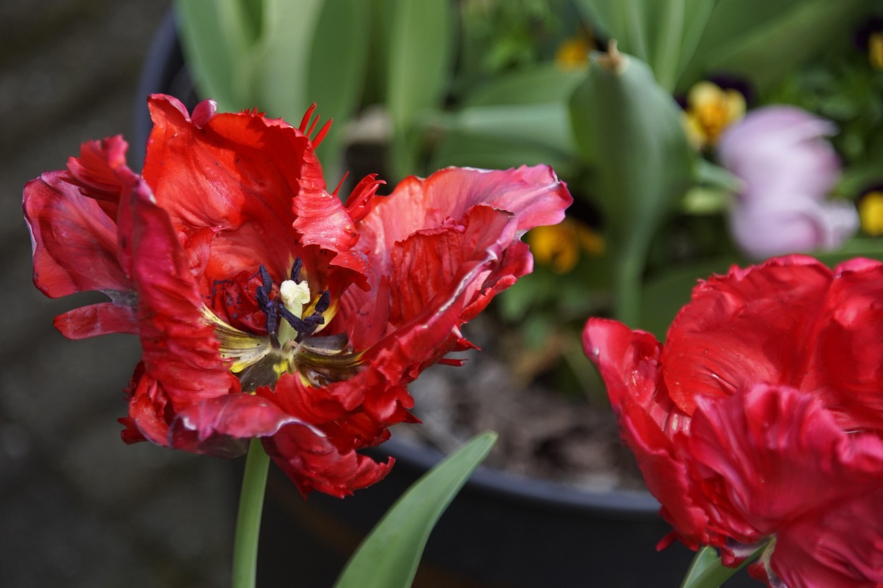 marthapostma de l, tulp1, voorjaar2018