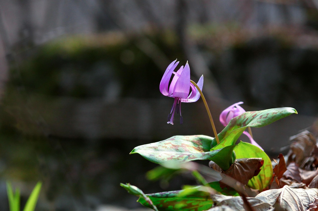 nature, feuille, plante, en plein air, saison, fleurs sauvages, printemps, montagne, comment faire, fleurs de printemps, vallée, fleur sauvage, petite fleur, république de corée, dans les bois