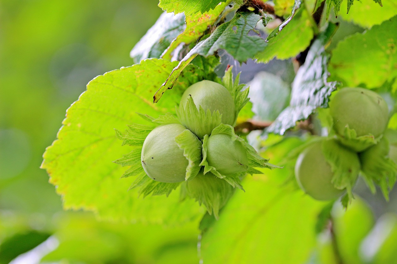 noisettes, noisetier commun, nature, corylus avellana, buisson de noisette, fruits verts, famille bouleau, noisette, plante, feuille de noisette, branche, une succursale, vert