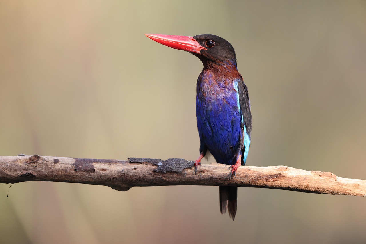 oiseau, martin-pêcheur, nature, java shobin, île de java, indonésie, l'asie du sud est, espèces endémiques, oiseau sauvage, coloré