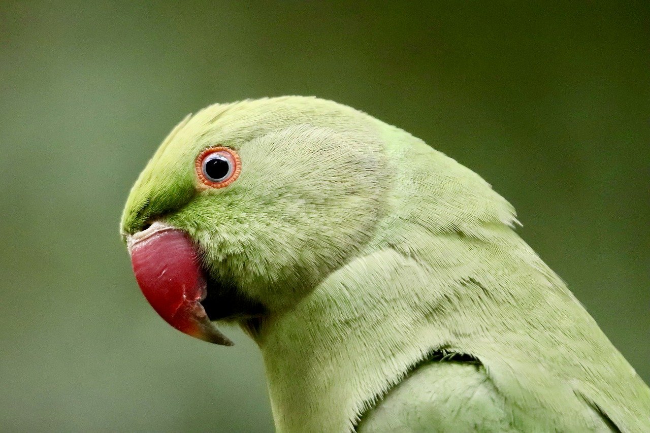 perruche à collier, perruche, perroquet, perruche alexandre, oiseau, nature, plumes, plumage, le bec, faune