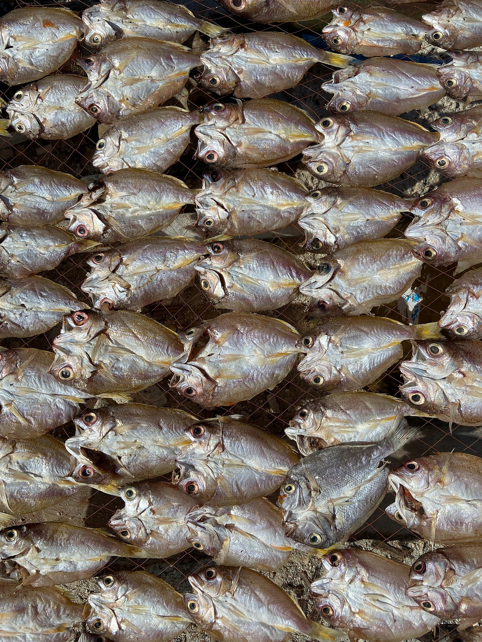 poisson, poisson séché, séché, faire de la pêche, conservé, la conservation des aliments, aliments, nature, marché, marché aux poissons