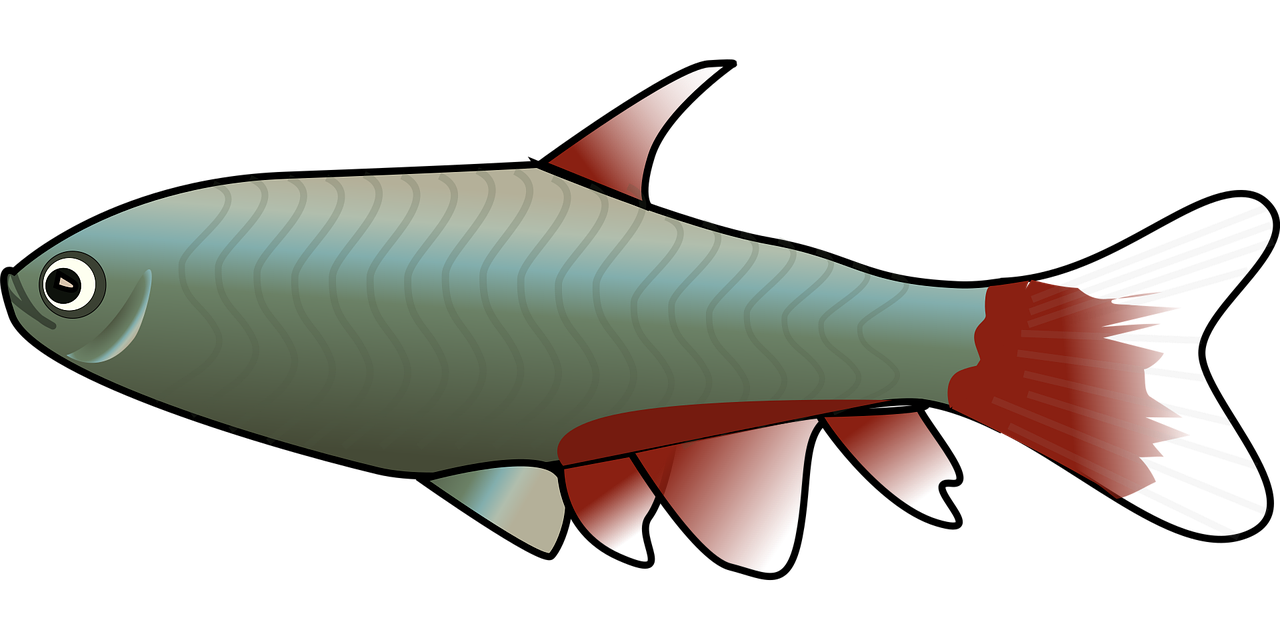 poisson, truite, truite arc en ciel, nature, faire de la pêche, animal