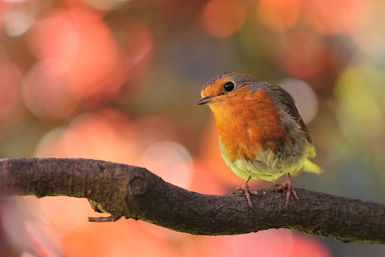 rouge-gorge, oiseau, sur as, nature, dans le jardin