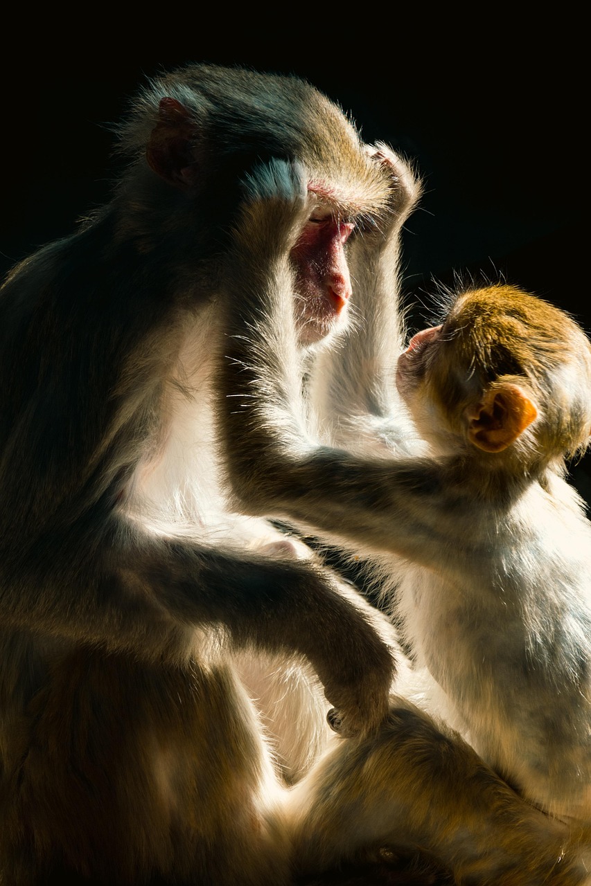 singe, primates, monde animal, amour maternel, animaux, nature, faune