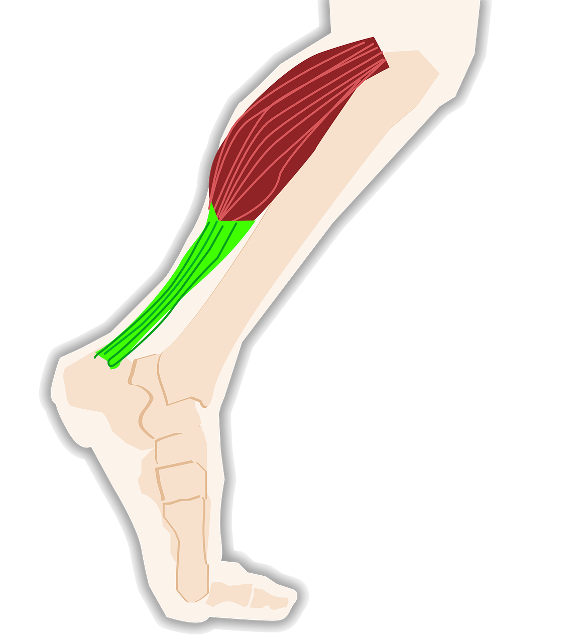 triceps, mollet, tendon, muscle, jambe, mollet, mollet, mollet, mollet, tendon, tendon, tendon, tendon, tendon