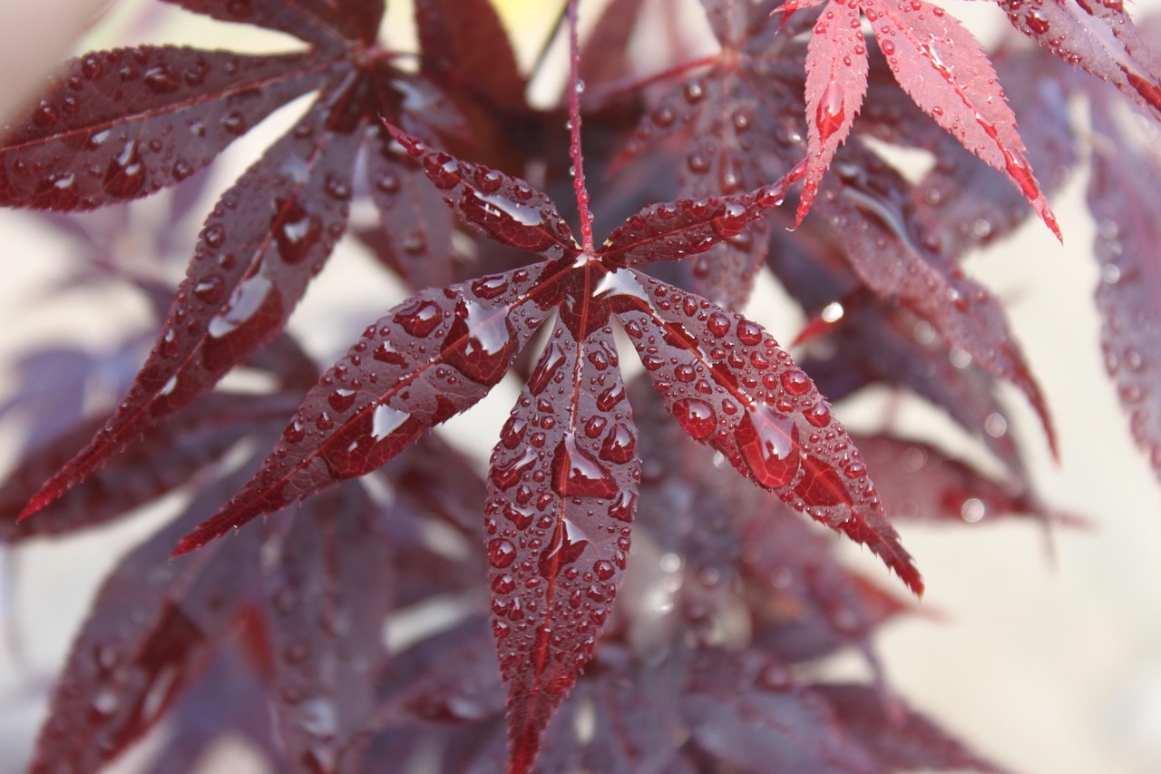 un clone de palme, nature, feuilles, rouge, humide