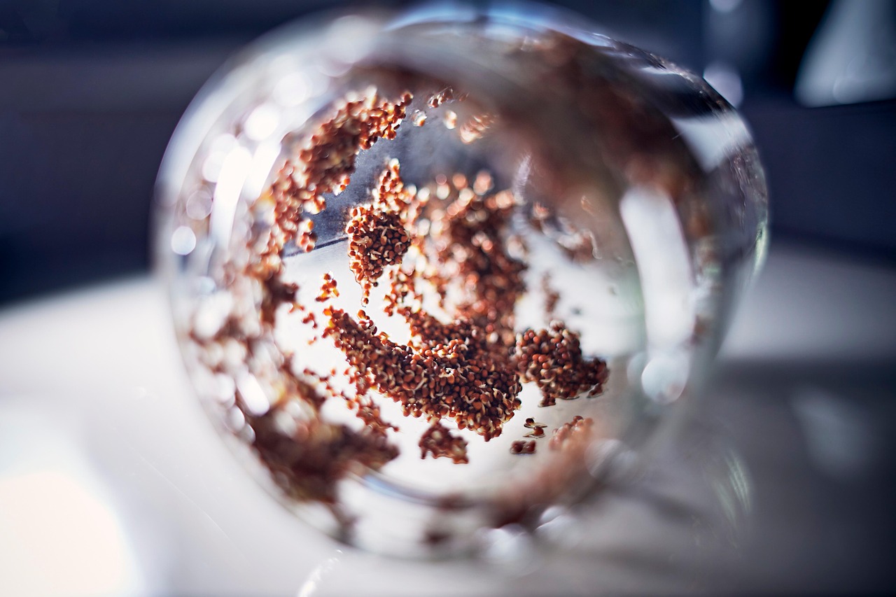 verre à germer, choux, pousses de brocoli, céréales germées, germination