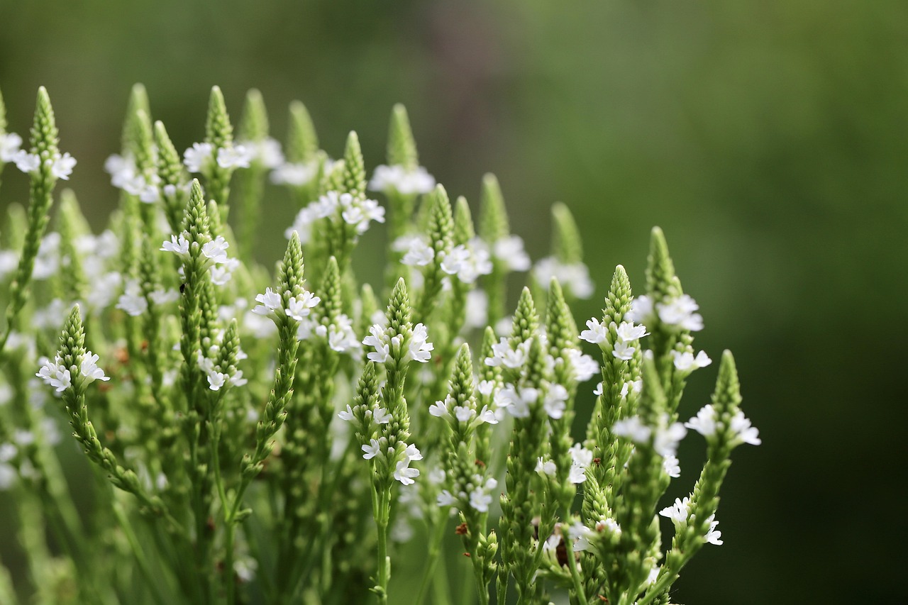 verveine, verveine hastata, arbuste, lance verveine, inflorescence, fleurs blanches, inflorescences, pic, fleurs