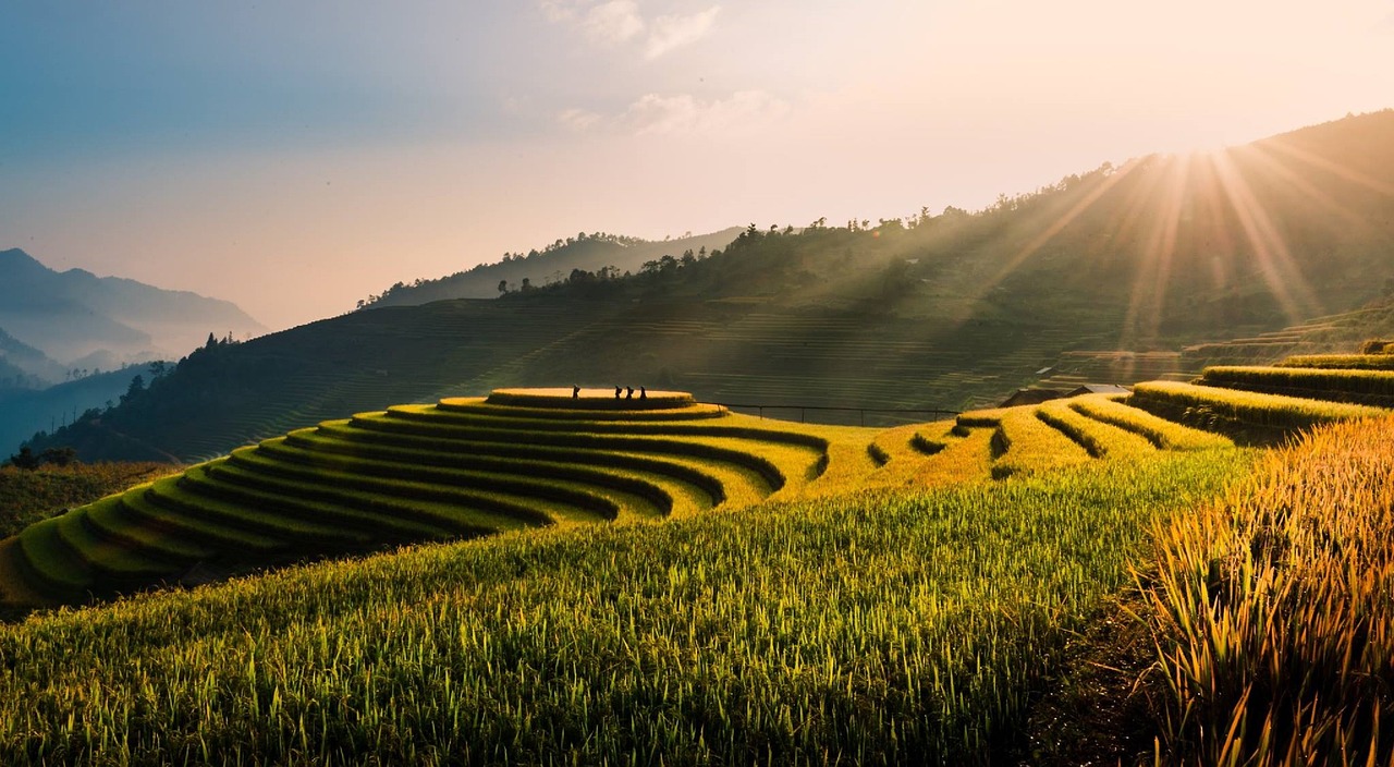 vietnam, tu le, terrasses, sur le terrain, champ de riz, riz, terrasse, voyager, naturel, vert, en plein air, terrasse champ de riz, paysage, paisible, nature, saison, le coucher du soleil, environnement, la campagne, collines, ensoleillé
