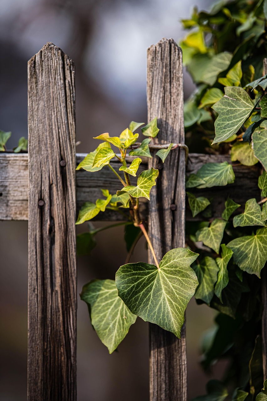 vignes, feuilles vertes, vignes sur portes en bois, clôture en bois, clôture, portes en bois, feuilles en forme de coeur