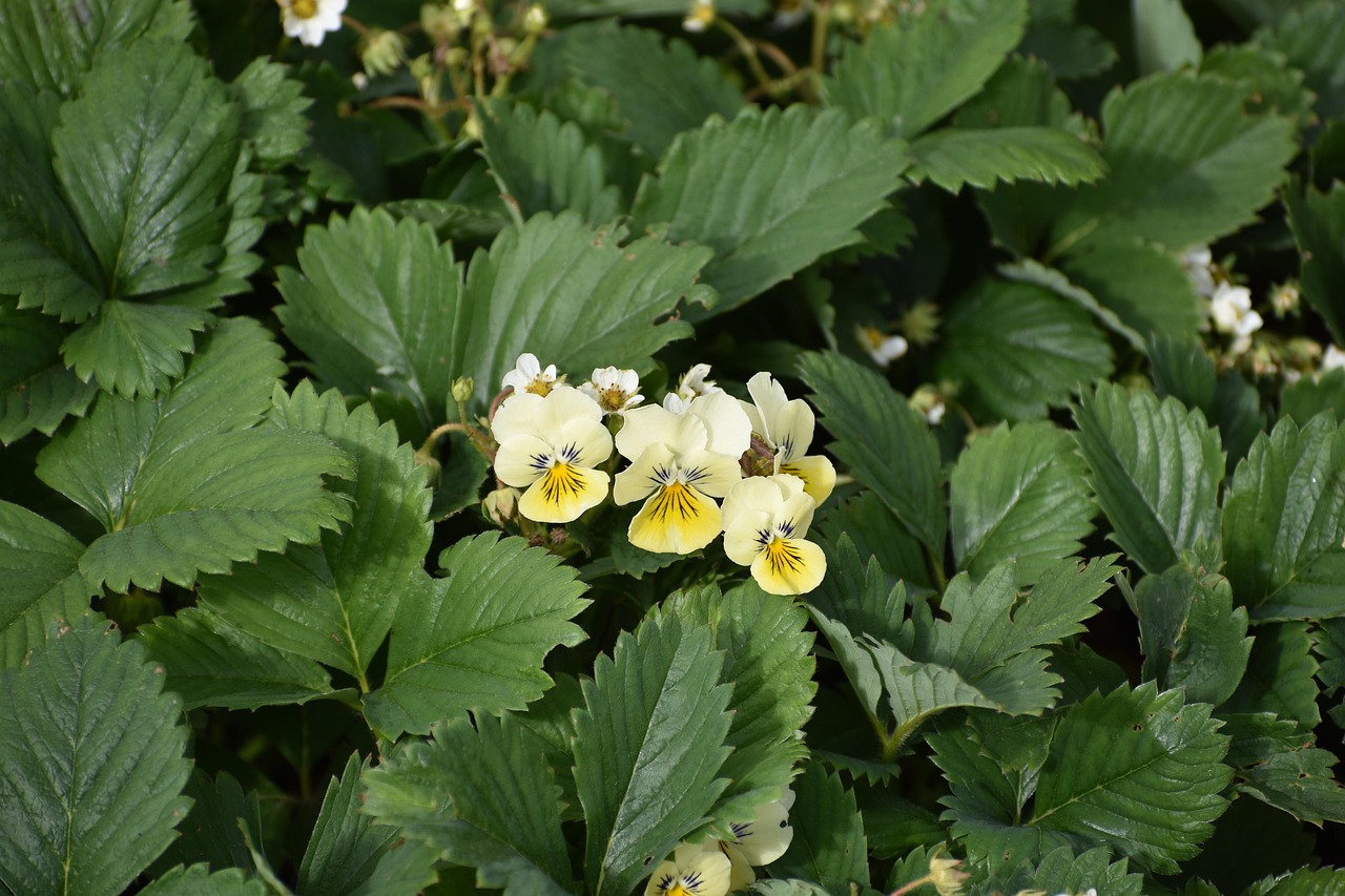 violet, nature, fleurs, fond d'écran fleur, environnement, belles fleurs, flower background, quelqu'un d'autre