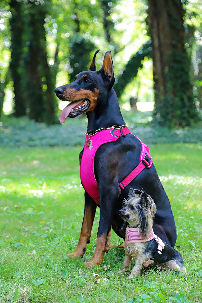 yorkshire, doberman, chiens, ils sont bien, parc, harnais, rose