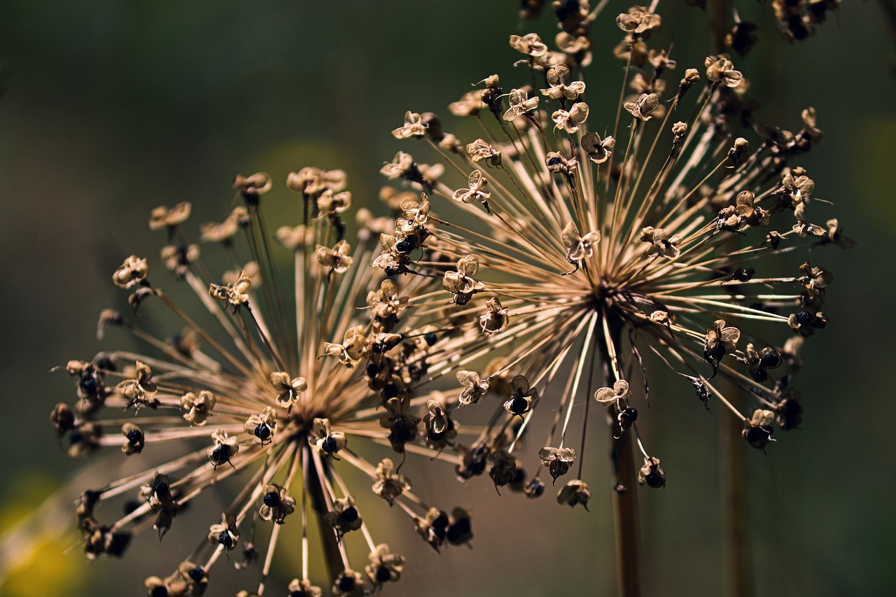 allium, oignon ornemental, fleur, délavé, brun, reste de fleur, flétrir, jardin, plante de jardin, boule de fleurs, serre de poireau, fleur de printemps, plante ornementale, nature, boule étoile, poireau, le printemps, fermer