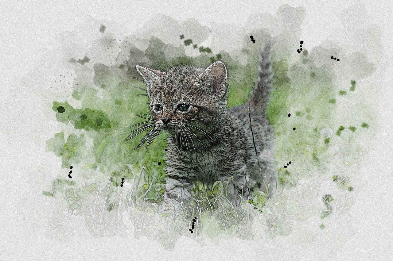 aquarelle, dessin, la peinture, chat, herbe, animal de compagnie, chats, chatte, nature, mignon, animal, gimp, gimp atelier