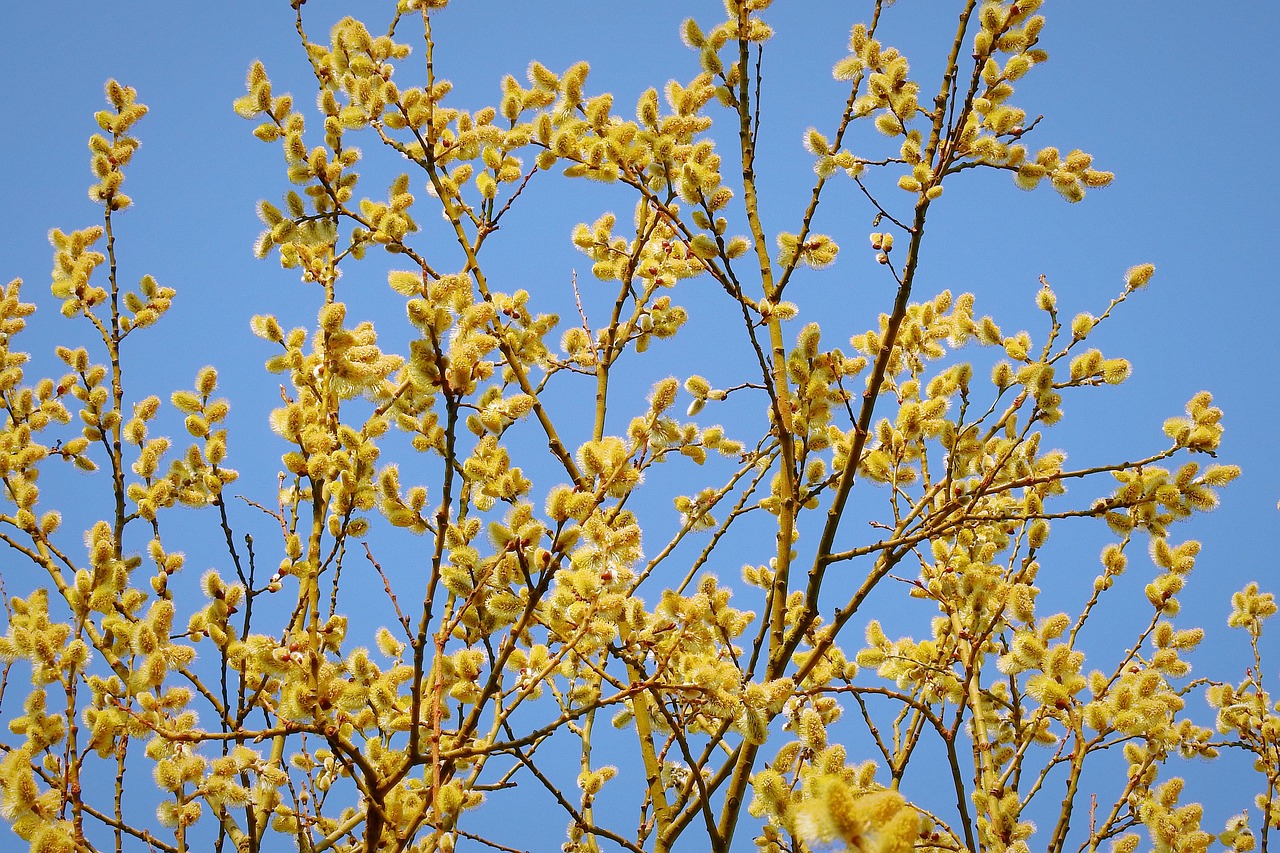 arbre, chatons, chatons de saule, nature, le printemps, bleu, jaune