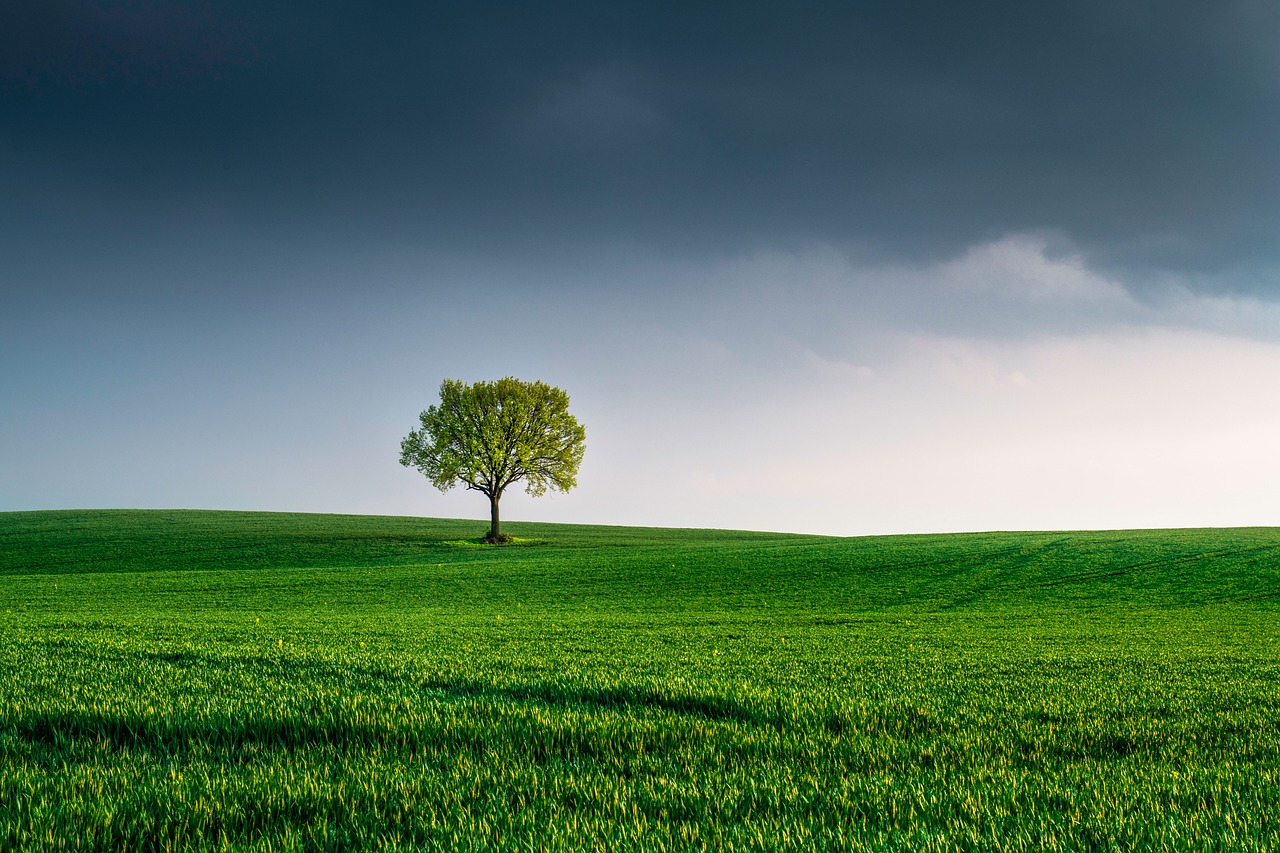 arbre, sur le terrain, paysage, lone tree, solitude, vert, gazon, prairie, nature, environnement, horizon, ciel, des nuages, scénique, journée de la terre