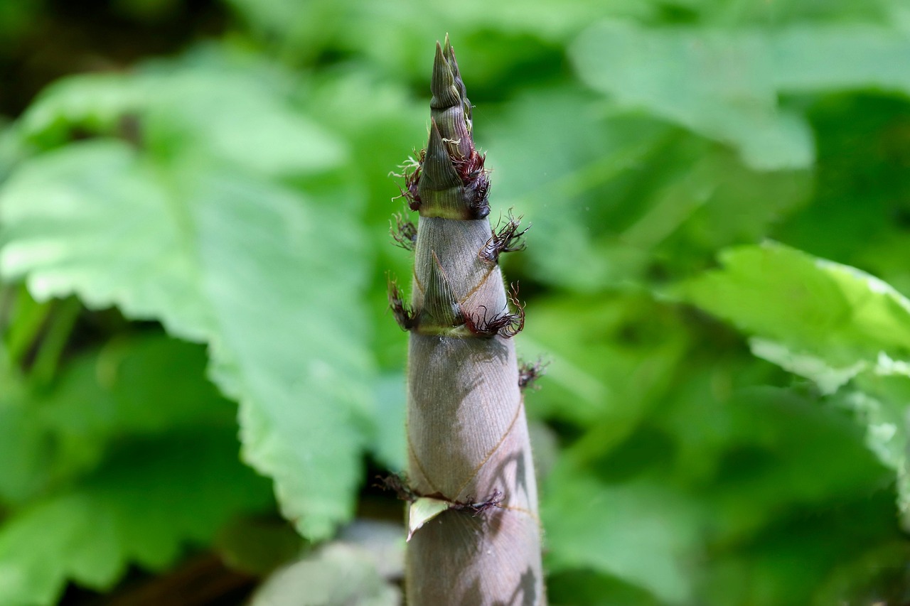 bambou, nature, pousse de bambou, pointe de bambou, croissance, pousse, le printemps