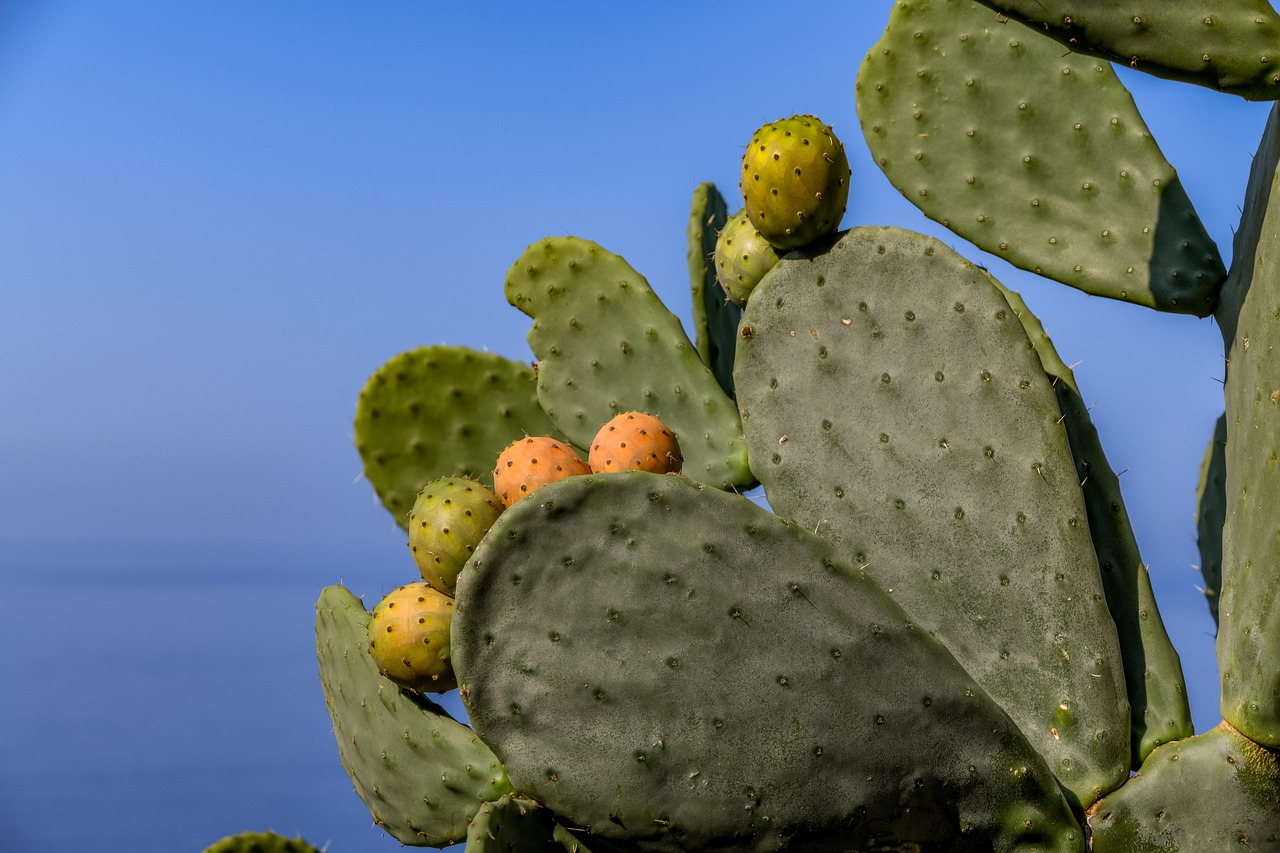 cactus, figue, plante, figue de barbarie, plante de cactus, nature, méditerranée, figues de barbarie, fruit