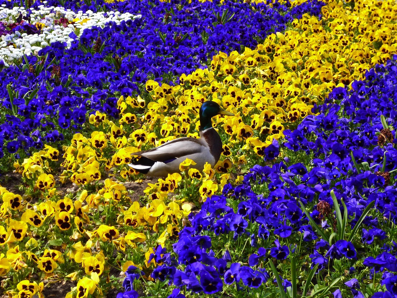 canard, nature, parterre de fleurs, pensée, va te faire cuire un œuf, le printemps