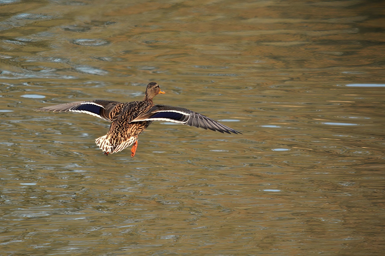 canard sauvage, oiseau, faune, nature, oiseau d'eau, canard, lac, en volant, animal