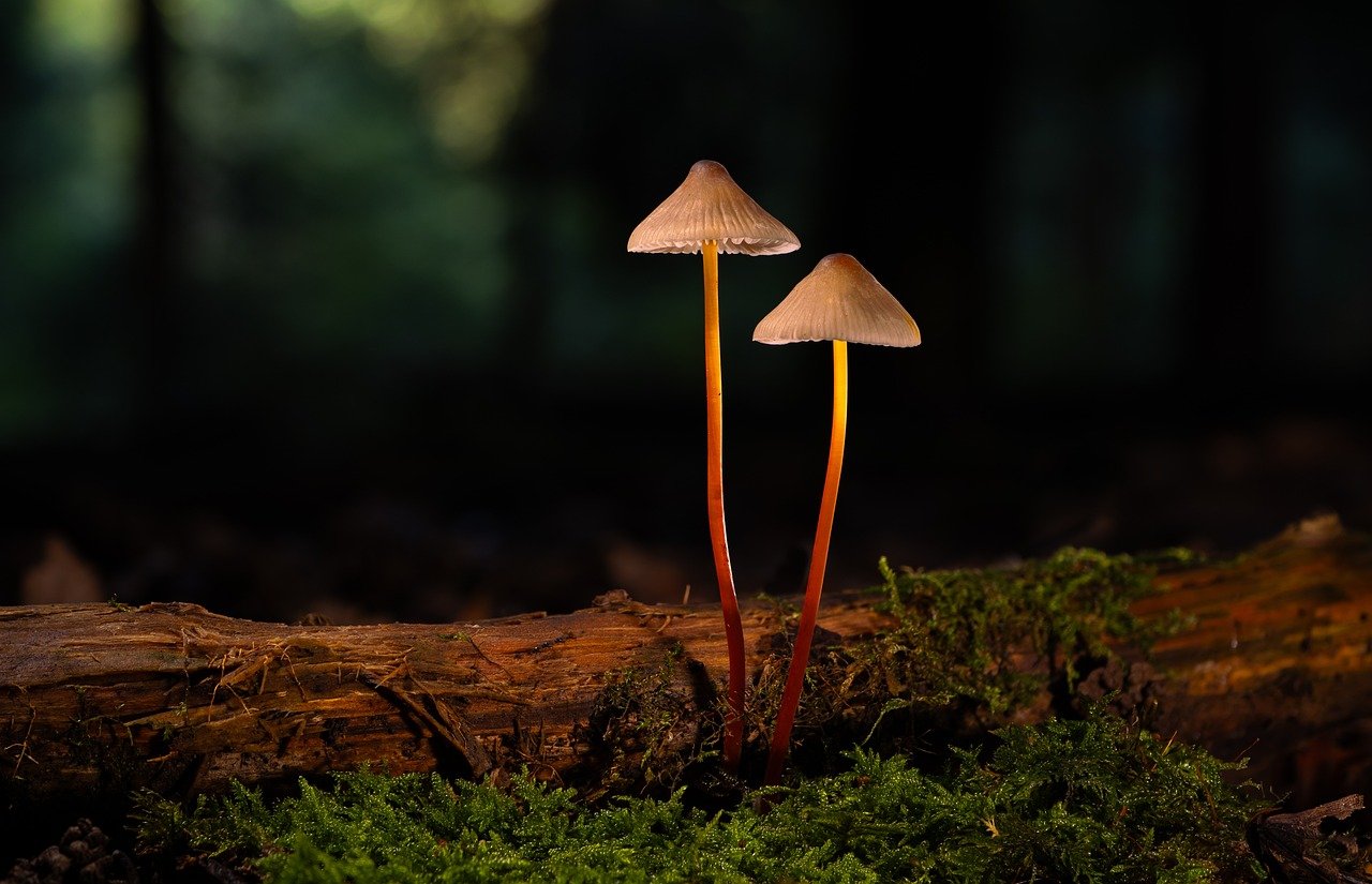 champignon, sol de la forêt, la nature, mousse, tombe, espèces de champignons, spores, mycologie, éponge