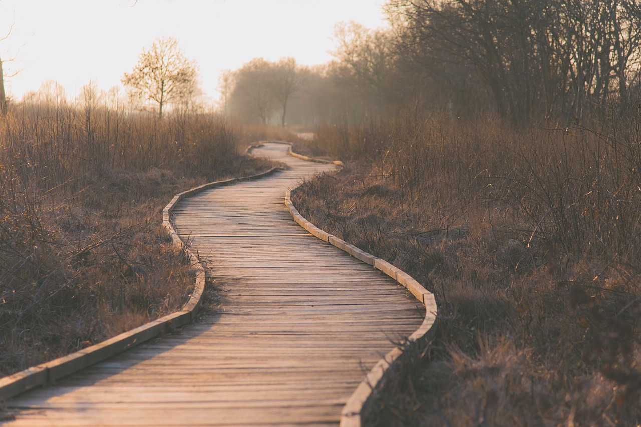 chemin, marécages, en plein air, planches en bois, graminées, paysage, herbeux, chemin en bois, nature, brume, brouillard, brumeux, rural, la campagne, chemin, chemin, chemin, chemin, chemin