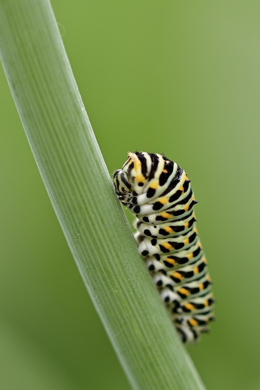 chenille, queue d'aronde, papillon, jardin, l'été, la nature