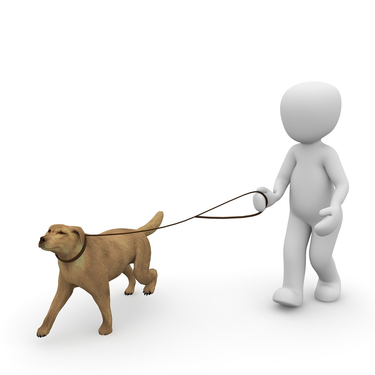 chien, walkie, marcher, courir, corde, se promener, animal, aller walkies, animal de compagnie, la laisse du chien