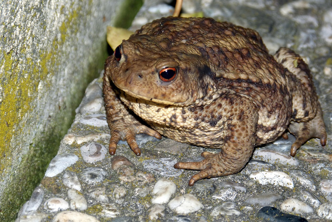 crapaud, crapaud commun, verrues, bufo bufo, crapaud, crapaud, crapaud, crapaud, crapaud, crapaud commun