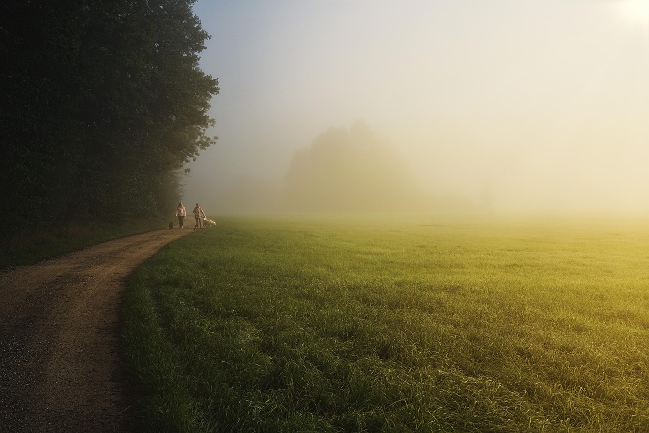 des arbres, sur le terrain, piste, sentier, chemin, prairie, brouillard du matin, brume, les bois, forêt, brouillard, gens, chiens, marcher, en marchant, flâner, se promener, nature, mystique, lever du soleil, clairière, sentier, sentier, sentier, sentier, sentier, chemin, chemin, prairie, brume, brume, chiens, chiens, marcher, marcher, marcher, clairière