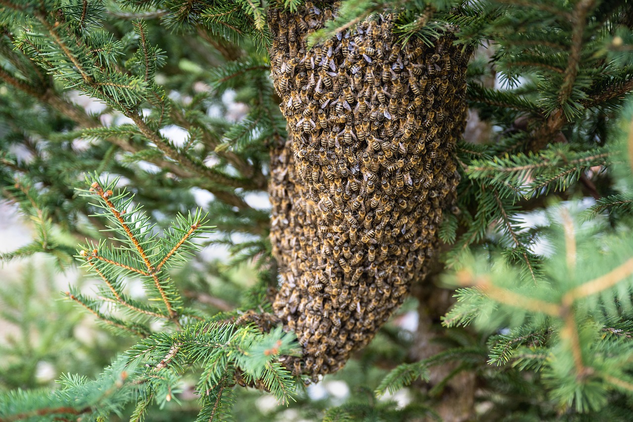 essaim d'abeilles, les abeilles, insectes, abeilles mellifères, ruche, abeilles, hyménoptères, entomologie, apiculture, colonie, apiculteur, carnica, nature, abeille carniolienne, essaim d'abeilles, les abeilles, abeilles, abeilles, abeilles, abeilles, abeilles, apiculture