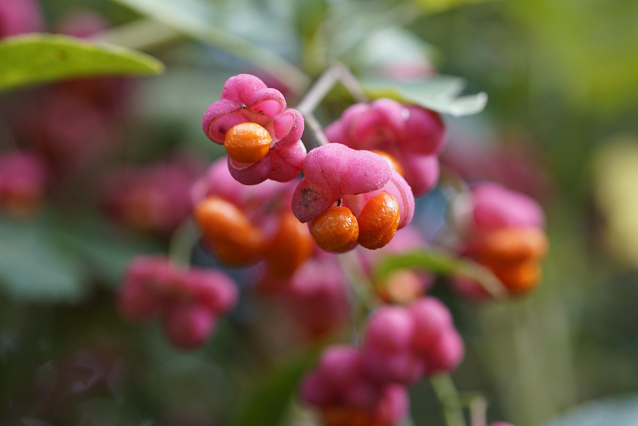 euonymus europaeus, euonyme, broche, arbuste, fruit, buisson