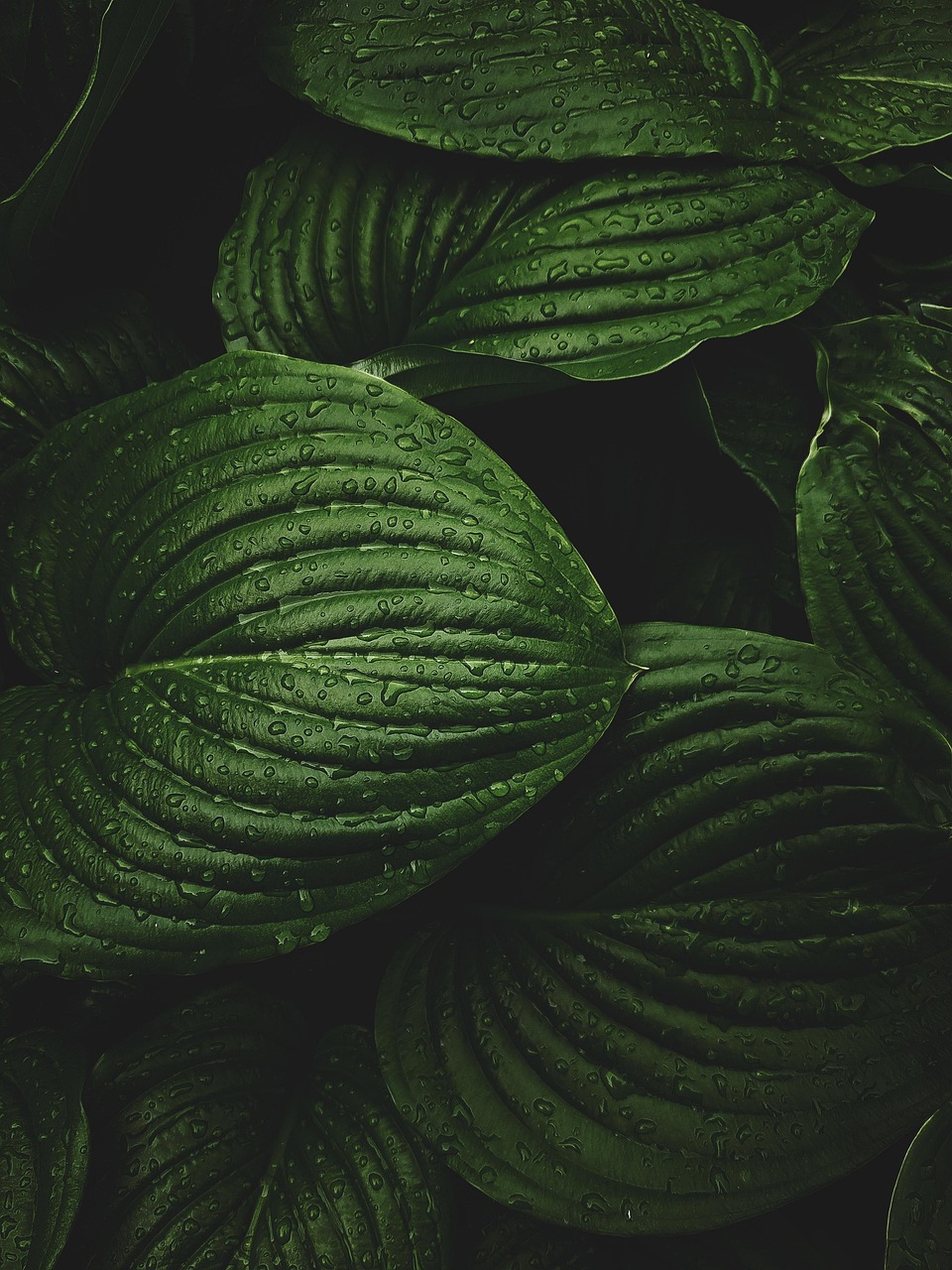 feuilles, rosée, plantes, pluie, faune, nature, fond d'écran de téléphone, papier peint esthétique, fond d'écran de téléphone, fond d'écran de téléphone, fond d'écran de téléphone, fond d'écran de téléphone, fond d'écran de téléphone