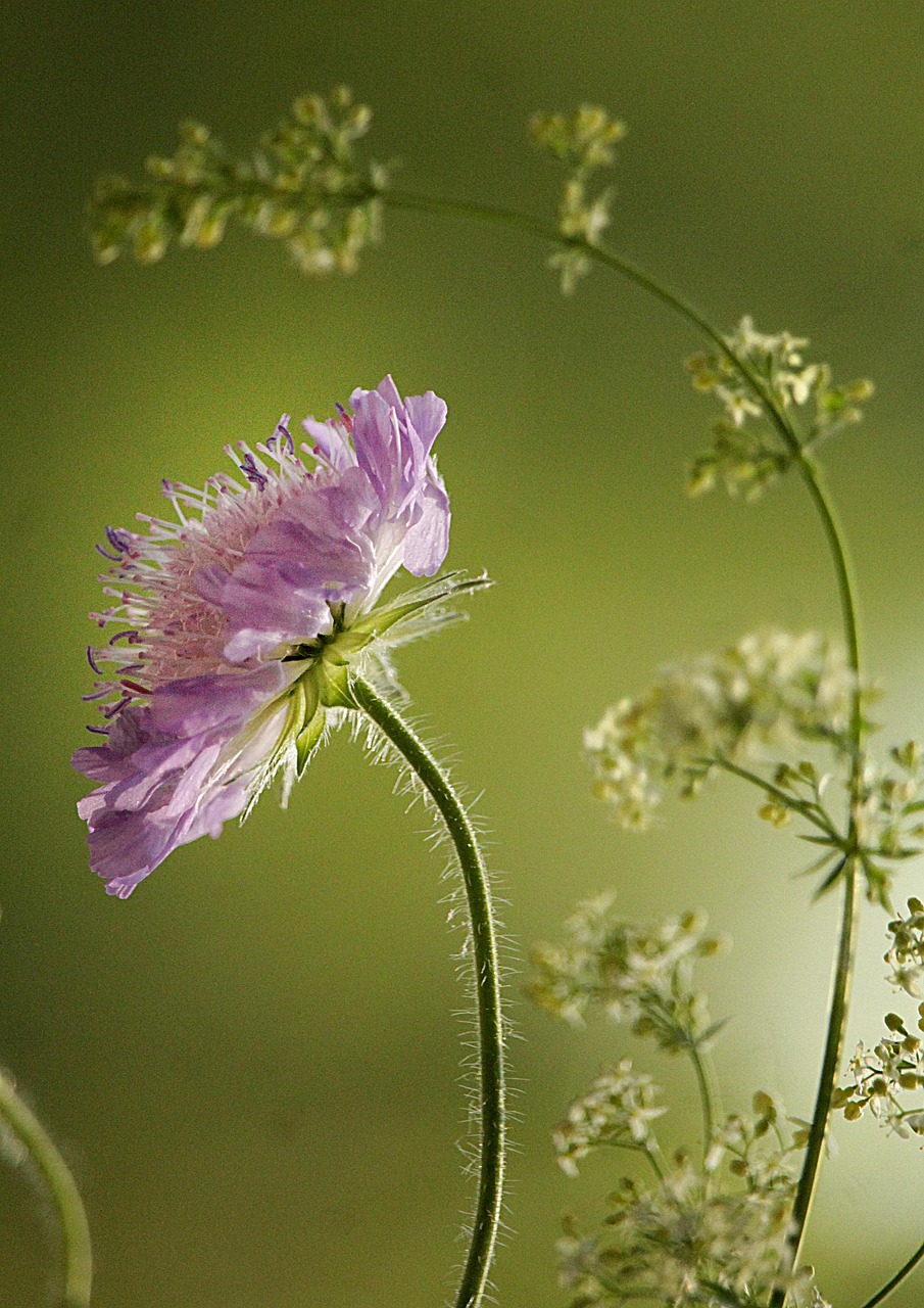 fleur, beau fond d'écran, belles fleurs, fond d'écran fleur, herbes, prairie, herbe, fond floral, le printemps, l'été, bloom, vert, la nature, fleurs, flore, champ, botanique, mauve, purple, flower background, provence, fond, flairer, parfumé, fond d'écran iphone