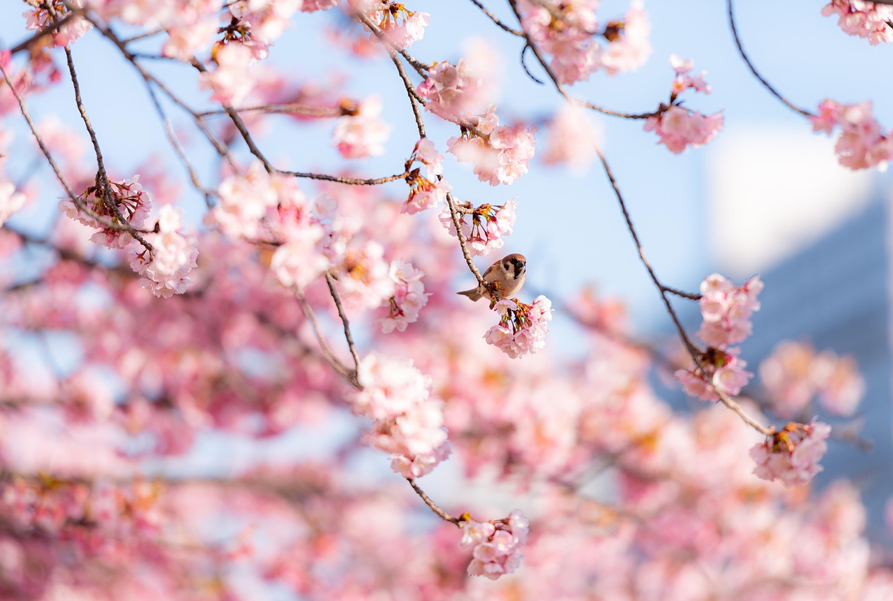 fleurs de cerisier, fleurs, oiseau, belles fleurs, moineau, séance, direction générale de la, fleurs roses, sakura, le printemps, bloom, fleurir, nature, flower background, fond d'écran hd, papier peint fleur